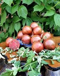 Moonlight mile ( 10 tomātu sēklas)